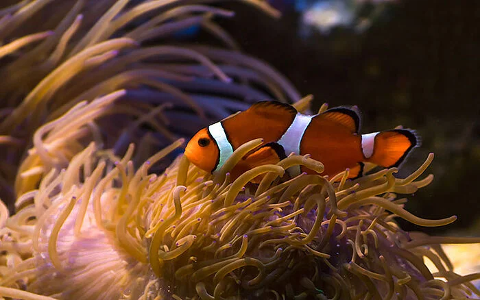 csm_Everyday_IP_Infringement_cases_that_shook_the_silver_screen_06_2f4bd5ed31