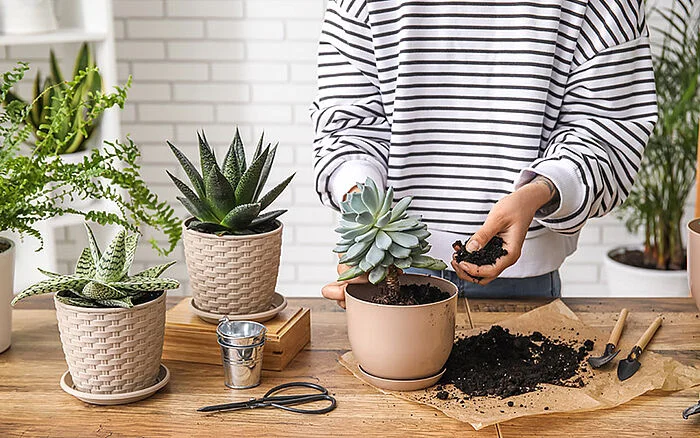 Woman transplanting a small succulent into a new pot at home, surrounded by soil, gardening tools and other potted plants on a wooden table.
